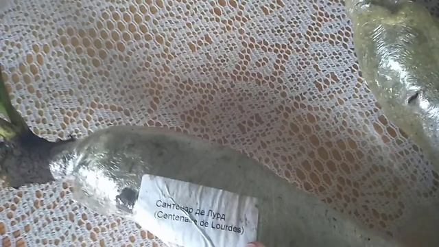 ОБЗОР РОЗ ИЗ ПИТОМНИКА "КУБАНЬ РОЗА."