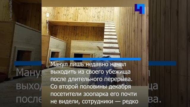 У манула Тимофея из Московского зоопарка начинается “разжировка”