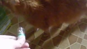 Кот любит "Котэрвин"\Cat likes his medicine
