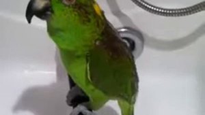 Ааа крокодилы - бегемоты...