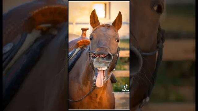 Разница между horses и лошадью)