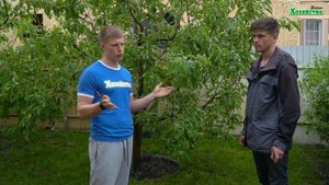Избавляемся от мучнистой росы! Дешевый и эффективный способ!