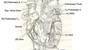 Anatomy of the Heart, Part 1