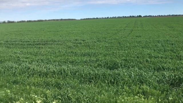 Брызгаем пшеницу удобрениями по листу на МТЗ -892 смотреть онлайн