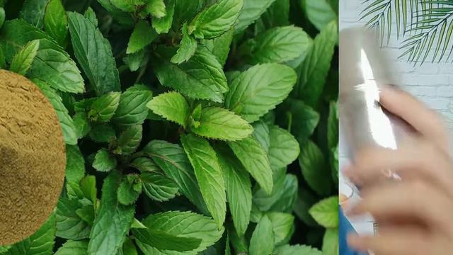 Cosmetic Ingredients Introduction 01 - Intensive Bubble Essence of BIORACE смотреть онлайн