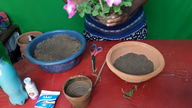 ব্যালকনিতেও হবে পিটুনিয়া || How to grow Petunia plant at home смотреть онлайн