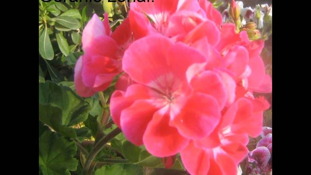 PELARGONIOS. Conocidos comunmente como geranios. смотреть онлайн