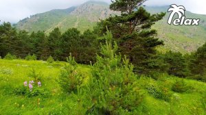 Nature sounds in a Pine forest in the Highlands