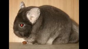 Генетика разведения цветных шиншилл#4