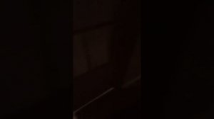Как научить кошку делать миньет и куни.