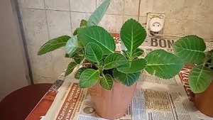Глоксинии?, уход??, мои ошибки