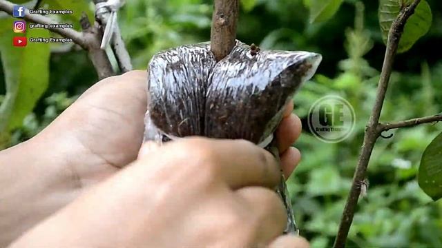 This is 14 Rooting Fruit Trees That Have Awesome Roots, You Can Copy That Way смотреть онлайн