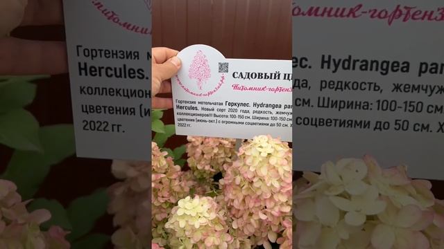 Гортензия метельчатая ГЕРКУЛЕС от ПИТОМНИК-ГОРТЕНЗИЙ.РФ ☎️8-926-645-46-99