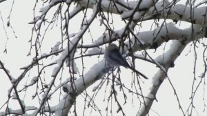 Звуки длиннохвостых синиц