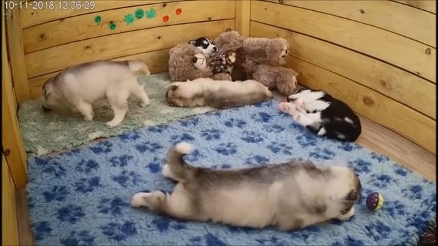 Хасята онлайн. Яника и разноцветное счастье. Играем с шариками.