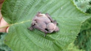 Детёныш летучей мыши - Bat child