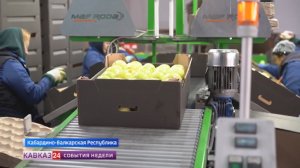 Кабардино-Балкария наладила поставки яблок в Китай