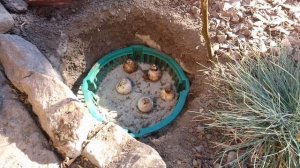 Что посадить осенью? Посадка весенних луковичных - 3 простых способа! Нарциссы, гиацинты, крокусы..