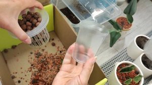 Пересадка растений из seramis