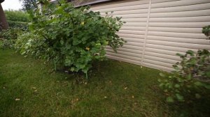 Кустодержатели для смородины и крыжовника