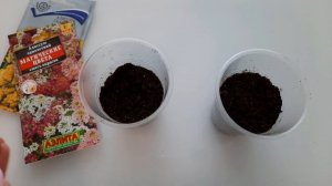 Алиссум  посев на Рассаду без Пикировки.2022