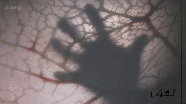 Угасшие  - Кто мы? ЗФБ-2017