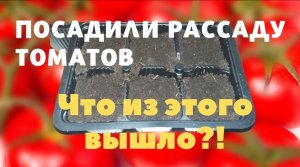 Как посадить семена помидоров на рассаду. И что из этого вышло