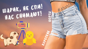 Шарик, не спи! Нас снимают, мы позируем..) #shorts