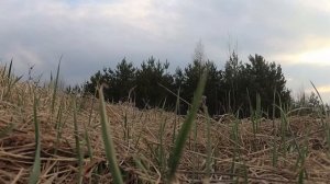 охота на утку с подсадной. Охота на вальдшнепа. Весенняя охота в 2019 в Тверской области