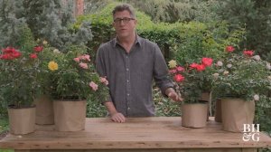 Roses for Beginners | The Dirt | Better Homes & Gardens