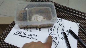 Генетика коров, овец, змей и лошадей. Поглотительное скрещивание и селекция.