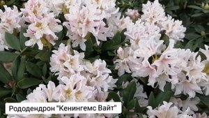 Рододендрон. Посадка, уход, особенности. Морозостойкость и сорта.