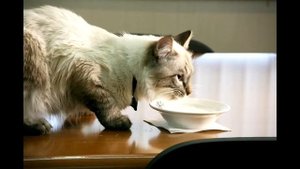 Можно ли котятам и взрослым кошкам молоко