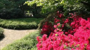 Анютины глазки и не только…