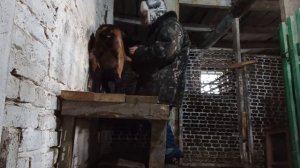 Ставим витамины козам. Покажу как правильно делать уколы подкожно козам.