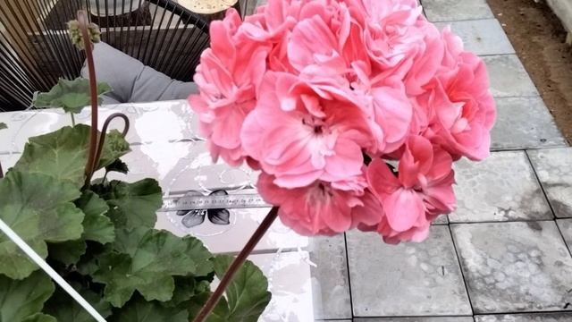 #116.У какой пеларгонии из моей коллекции самые крупные цветки? смотреть онлайн