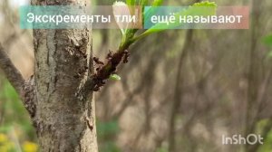 Взаимоотношения тли и муравьев•Тля•Муравьи