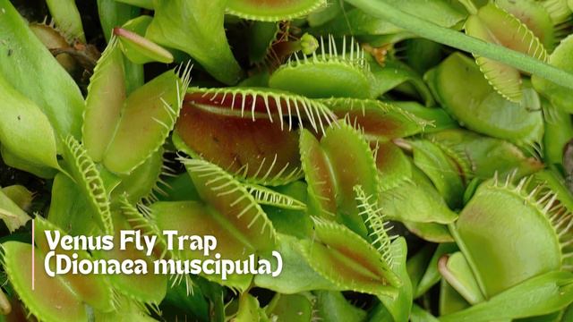 15 Most Popular Indoor Plants Safe for Cats and Dogs смотреть онлайн