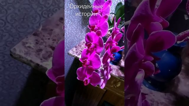 фаленопсис Жемчужина Императора #орхидеи #фаленопсис #обзорорхидей