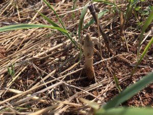 Собираем пистики на полях весной.