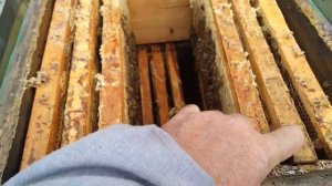 Правильно сложить гнездо пчёл в улье рута  в двух корпусах и как добавить мёд в гнездо из рамки.