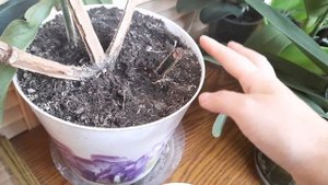 Мединилла после пересадки. Мои ошибки.