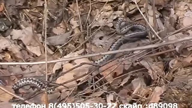 Змеи (гадюки и ужи) на даче в Подмосковье смотреть онлайн