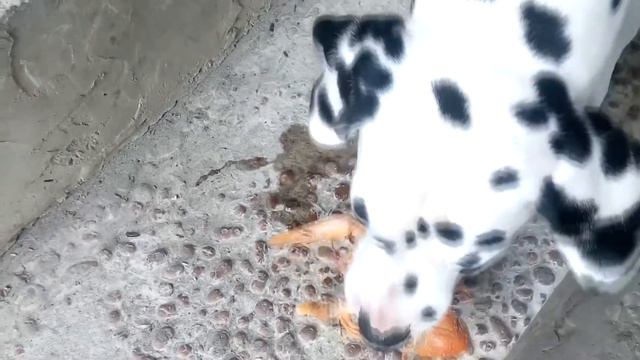 Cобаки тоже любят раки (19 октября 2018) смотреть онлайн