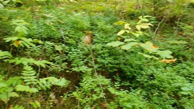 ПЕРШИЙ РАЗ пішла ЗБИРАТИ ГРИБИ і НАЗБИРАЛА ПОВНИЙ МІШОК і РЮКЗАК? БІЛІ ГРИБИ? ЛИСИЧКИ? РИЖИКИ смотреть онлайн