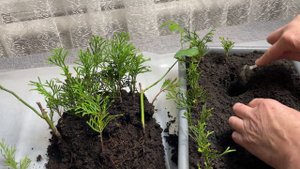 РЕАЛЬНЫЙ СПОСОБ УКОРЕНЕНИЯ ХВОЙНЫХ 🌲🌲🌲 В ДОМАШНИХ УСЛОВИЯХ.