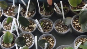 Сколько нужно времени чтобы с листа получить детку фиалки