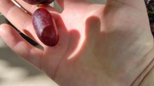 Перцовый Черный  урожайный виноград с крупной ягодой. Виноград Теплова Татьяна