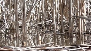 ЛОВЛЯ КАРАСЯ на БОКОВОЙ КИВОК