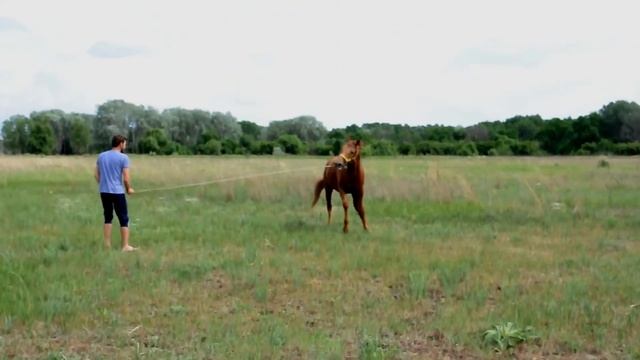 Донской Жеребец " Гамбург 23", смотреть онлайн